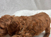 Cavapoo puppies