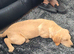 Female Golden labador retriever
