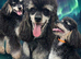 Stunning proven phantom fullpoodle stud