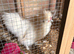 Two male silkies