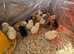 1day old chicks Mix breed