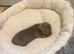 Miniature daschund