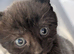 Beautiful Kittens wanting 5 star homes