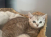 Beautiful litter of British shorthair x Persian kittens