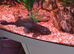 Severum and other fish for sale prices are in the description