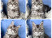 TICA registered adorable Maine coon kittens