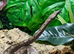Solomon Island Ground Boa at Birmingham Reptiles
