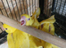 Stunning hand-reared Lutino Ringnecks