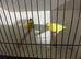 Canary’s