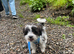 Lhasa lapso x jack Russell