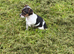 Jack russel