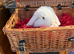 Male lops for sale - UNNEUTEREF