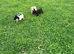 Working type cocker spaniels