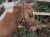 Beautiful dun and white gelding