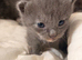 5 stunning kittens 2 female 3 male