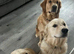 Golden retriever puppies