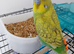 Beautiful talking boy budgie