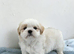 Shih-tzu puppes