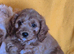 Beautiful health checked Cavapoo Puppies