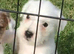 Parson Russell Terriers Cornwall