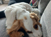 Cocker spaniel