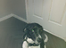 Jack Russell cross spaniel