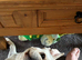 4 year old frug for sale