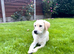 Gorgeous Labrador Puppies