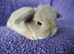 Baby mini lops for sale