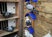 Racing pigeons in Cumbernauld