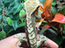 Whole set up and geckos