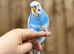 Budgies