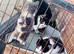 Kittens for sale