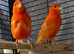 RED CANARY STUD SHOW QUALITY BIRDS