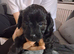 Poo chow female puppy ready end of november