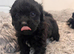 5 beautiful shihpoo puppies
