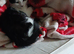 Dobbie, a sweet natured 12 month old male kitten