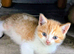 Persian x kittens need to go ASAP
