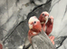 Hand-Rearing Baby Friendly Super Tame Cuddly Galah Cockatoo Parrot,2