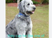 F1B Rare black standard Goldendoodle puppies in North Wales