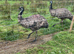 Emus Proven breeding pairs for sale