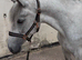 Beautiful Grey Connemara Filly