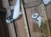 Young pair of felegazas