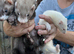 Ferret skits 9 weeks old