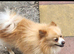 Standard cream pomeranian