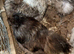 Silver Partridge Silkies