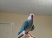 Mutation male