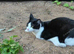 2 cats for sale for £100 together
