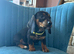 Beautiful Daschund Puppies