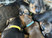 Mini dachshund male